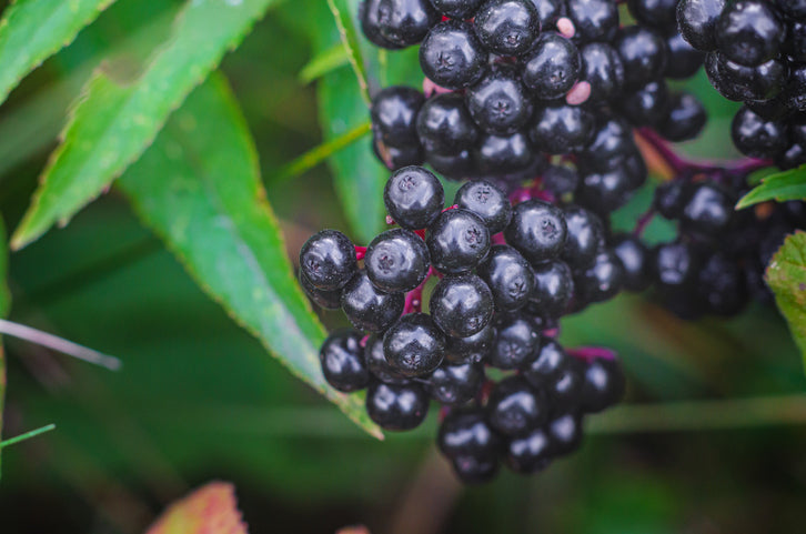 Non-alcoholic Elderberry Mead