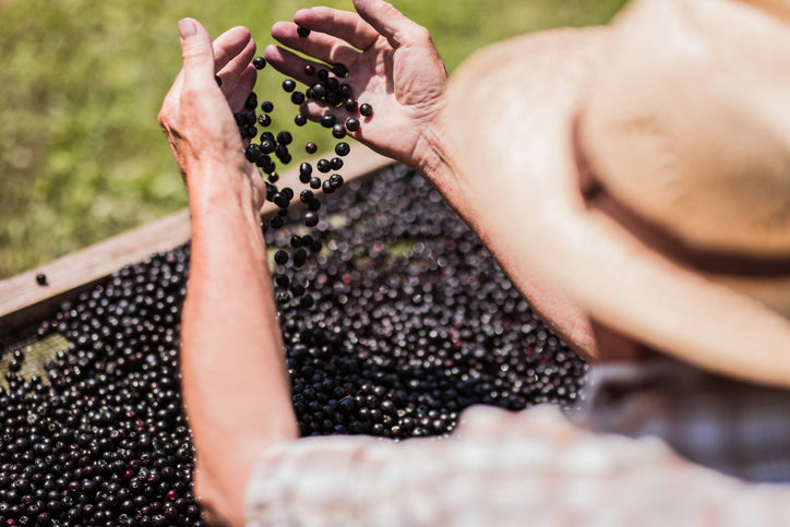Non-alcoholic Elderberry Mead